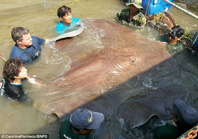 Video - Người đàn ông bắt được cá đuối khổng lồ dài 4,3 mét, nặng 360kg (Hình 4).