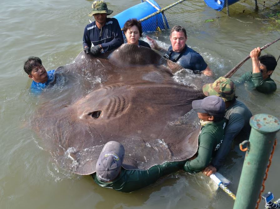 Video - Người đàn ông bắt được cá đuối khổng lồ dài 4,3 mét, nặng 360kg (Hình 2).