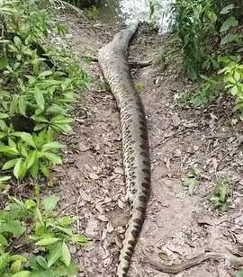 Video - Phát hiện trăn Anaconda khổng lồ dài 8 mét, nặng 200kg chết trên sông (Hình 2).