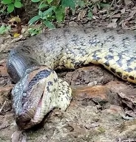 Video - Phát hiện trăn Anaconda khổng lồ dài 8 mét, nặng 200kg chết trên sông (Hình 3).