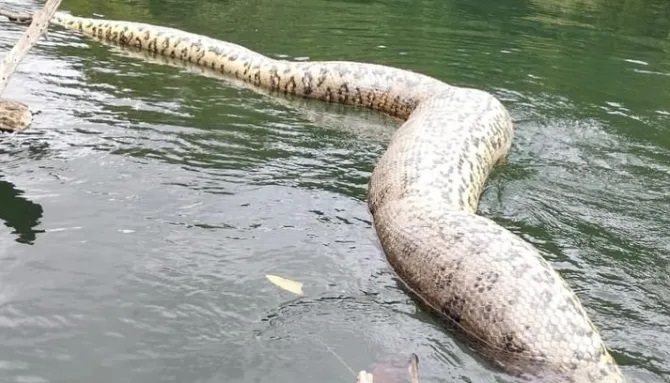 Video - Phát hiện trăn Anaconda khổng lồ dài 8 mét, nặng 200kg chết trên sông (Hình 6).