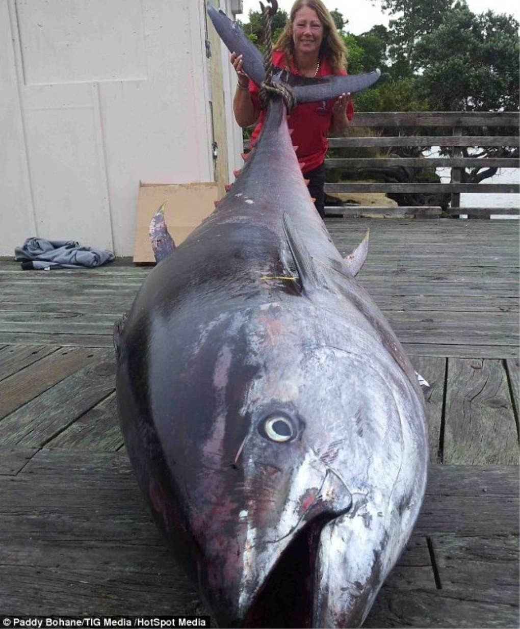 Video - Người phụ nữ câu được cá ngừ khổng lồ nặng 411 kg, hơn 40 tỷ đồng (Hình 4).