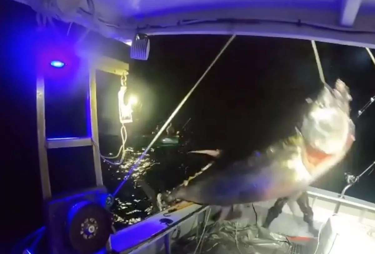 Video - Người phụ nữ c&acirc;u được con c&aacute; ngừ khổng lồ d&agrave;i 2,7m nặng 450 kg (H&igrave;nh 3).