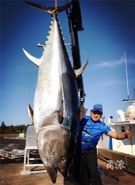 Video - Nhóm ngư dân câu được con cá khổng lồ nặng 450kg, giá hơn 25 tỷ đồng (Hình 2).