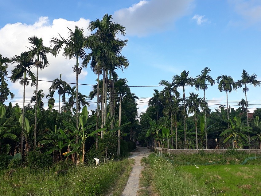 Tiêu dùng & Dư luận - Thực hư chuyện thương lái Trung Quốc ồ ạt mua cau non xuất khẩu (Hình 3).