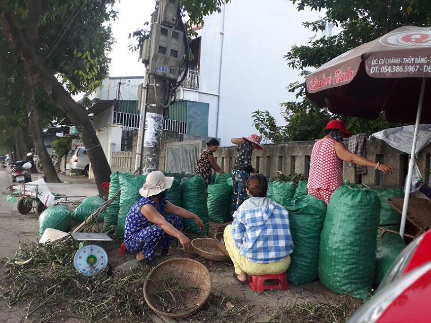 Tiêu dùng & Dư luận - Thực hư chuyện thương lái Trung Quốc ồ ạt mua cau non xuất khẩu