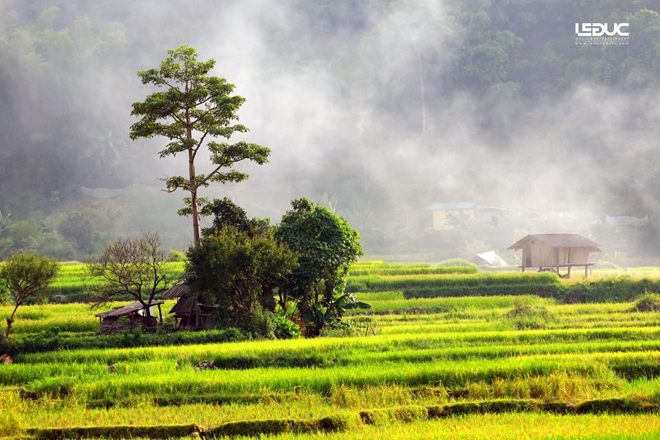 Cộng đồng mạng - “Mùa vàng Tây Bắc” đẹp nao lòng dưới con mắt của nhiếp ảnh gia Hà thành (Hình 7).