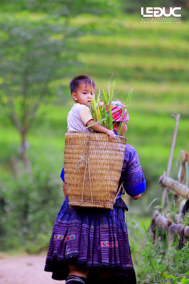 Cộng đồng mạng - “Mùa vàng Tây Bắc” đẹp nao lòng dưới con mắt của nhiếp ảnh gia Hà thành (Hình 5).