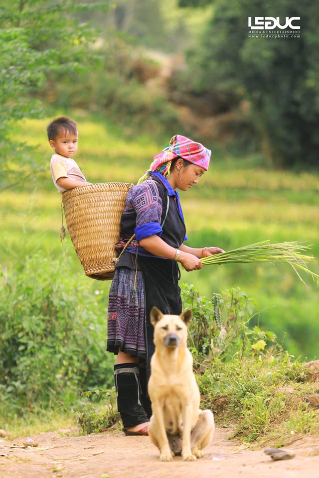 Cộng đồng mạng - “Mùa vàng Tây Bắc” đẹp nao lòng dưới con mắt của nhiếp ảnh gia Hà thành (Hình 6).