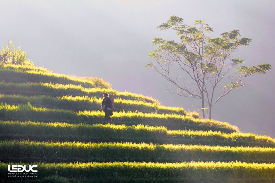 Cộng đồng mạng - “Mùa vàng Tây Bắc” đẹp nao lòng dưới con mắt của nhiếp ảnh gia Hà thành