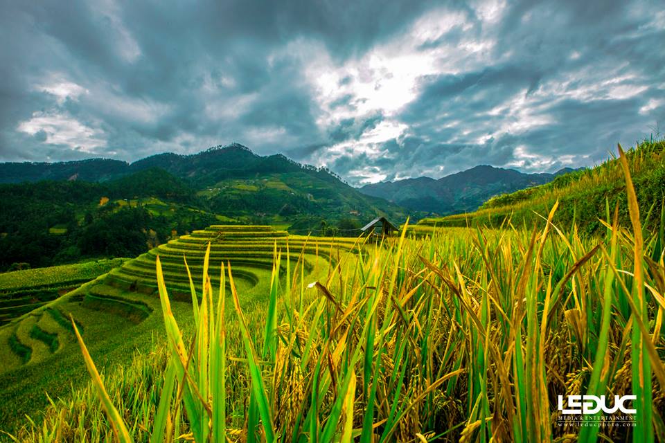 Cộng đồng mạng - “Mùa vàng Tây Bắc” đẹp nao lòng dưới con mắt của nhiếp ảnh gia Hà thành (Hình 9).