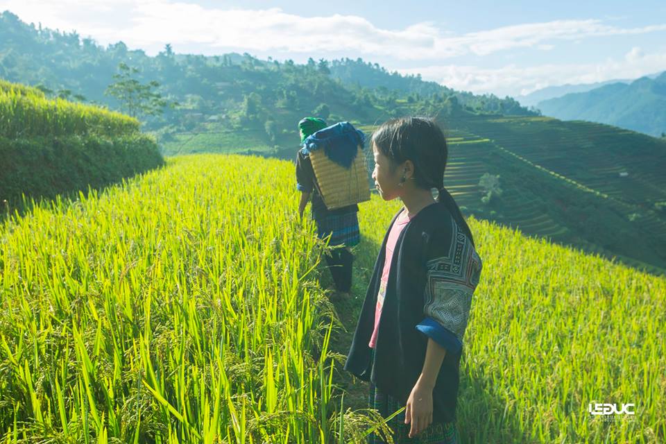 Cộng đồng mạng - “Mùa vàng Tây Bắc” đẹp nao lòng dưới con mắt của nhiếp ảnh gia Hà thành (Hình 8).