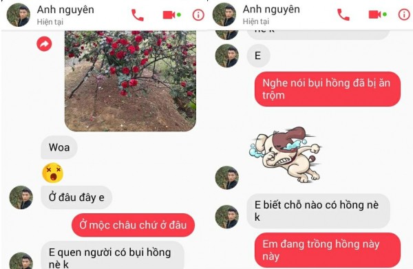 Người ta mất cây hồng 30 triệu còn tôi mất đi danh tiếng! (Hình 3).