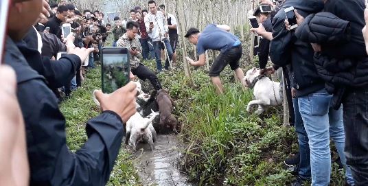 Công an thông tin vụ “đấu thú man rợ” giữa lòng Hà Nội (Hình 3).