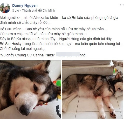 Vụ cháy chung cư Carina Plaza: Chú chó thông minh cứu gia đình chủ thoát chết