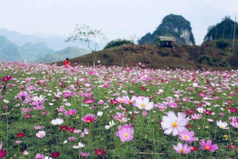 Tin nhanh - Giới trẻ phát cuồng với cánh đồng hoa đẹp mê đắm dịp đầu xuân