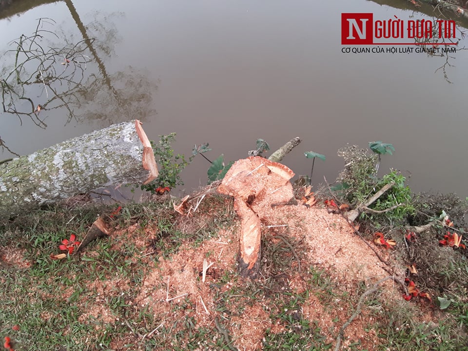 Tin nhanh - Hà Nam: Hàng loạt cây gạo hơn 30 năm tuổi đẹp nhất 'vịnh Bắc Bộ' bất ngờ bị đốn hạ (Hình 6).