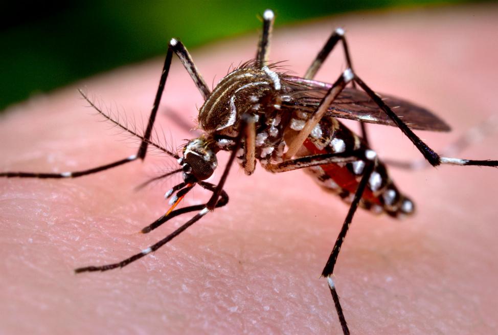 Tin nhanh - Virus Chikungunya nguy hiểm thế nào?