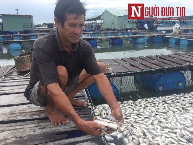 Môi trường - Bà Rịa - Vũng Tàu: Cá chết hàng loạt trên sông Chà Và, người dân đối diện nguy cơ trắng tay (Hình 2).