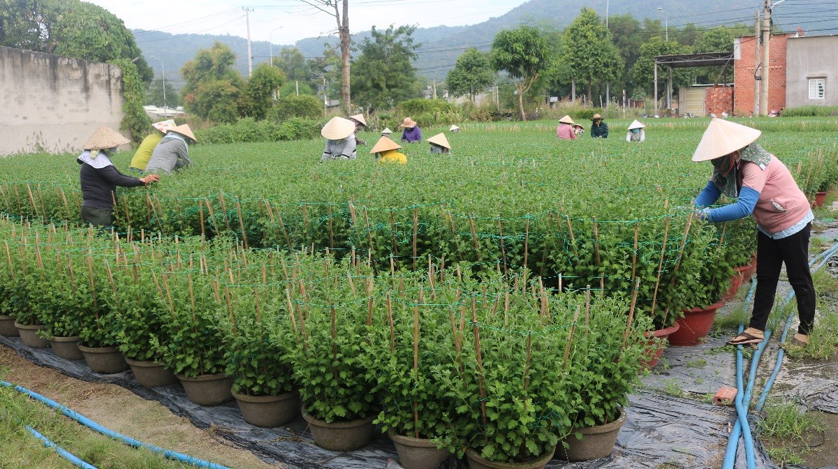 Tin nhanh - Làng hoa Kim Dinh tất bật những ngày cuối năm