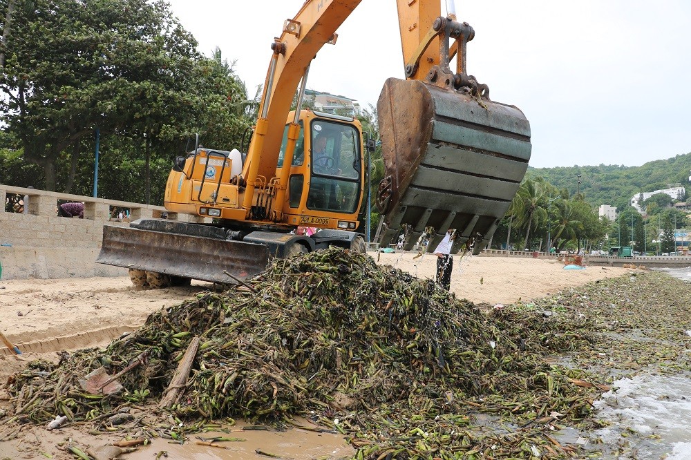 Môi trường - Chùm ảnh: Bèo lục bình 'bủa vây' biển bãi Trước Vũng Tàu (Hình 3).