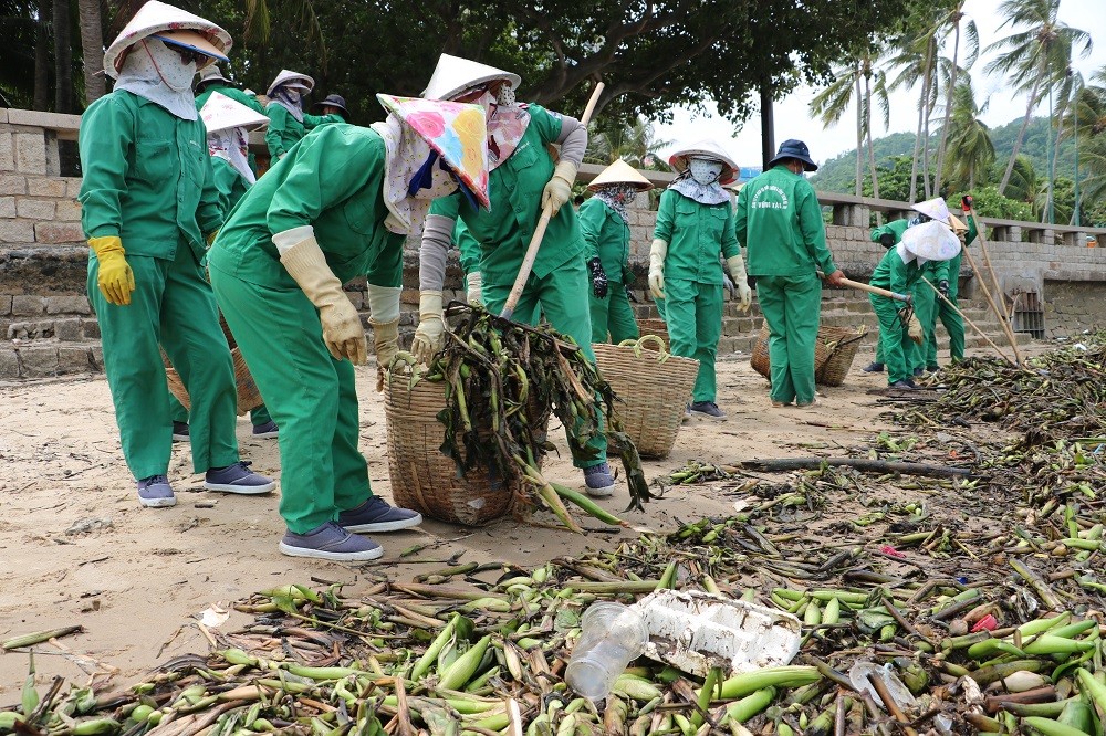 Môi trường - Chùm ảnh: Bèo lục bình 'bủa vây' biển bãi Trước Vũng Tàu (Hình 2).