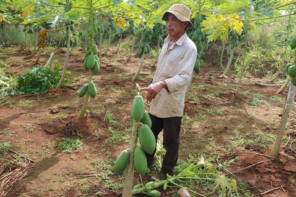 Hồ sơ điều tra - Bà Rịa-Vũng Tàu: Điều tra vụ vườn đu đủ bị kẻ xấu chặt phá gần 700 cây (Hình 4).