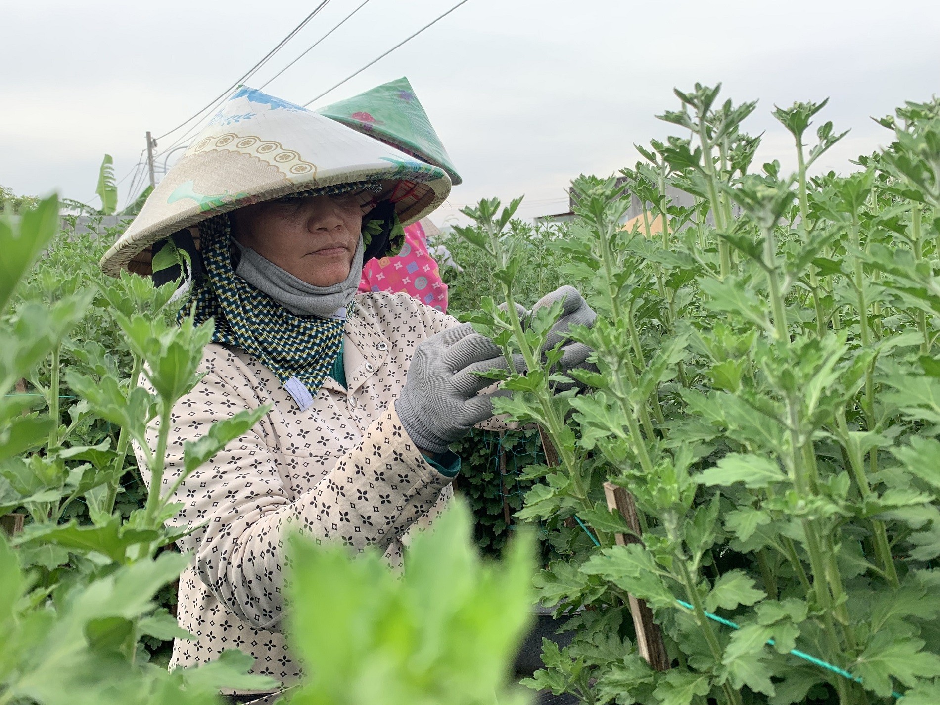 Dân sinh - Bà Rịa - Vũng Tàu: Người trồng hoa tất bật vào vụ Tết Quý Mão (Hình 2).