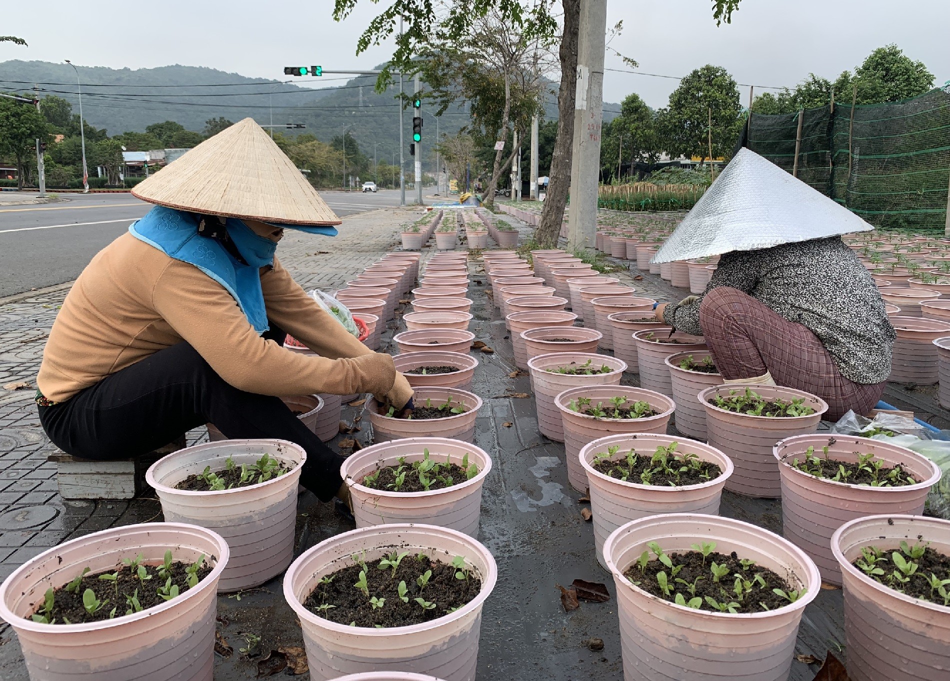 Dân sinh - Bà Rịa - Vũng Tàu: Người trồng hoa tất bật vào vụ Tết Quý Mão (Hình 10).