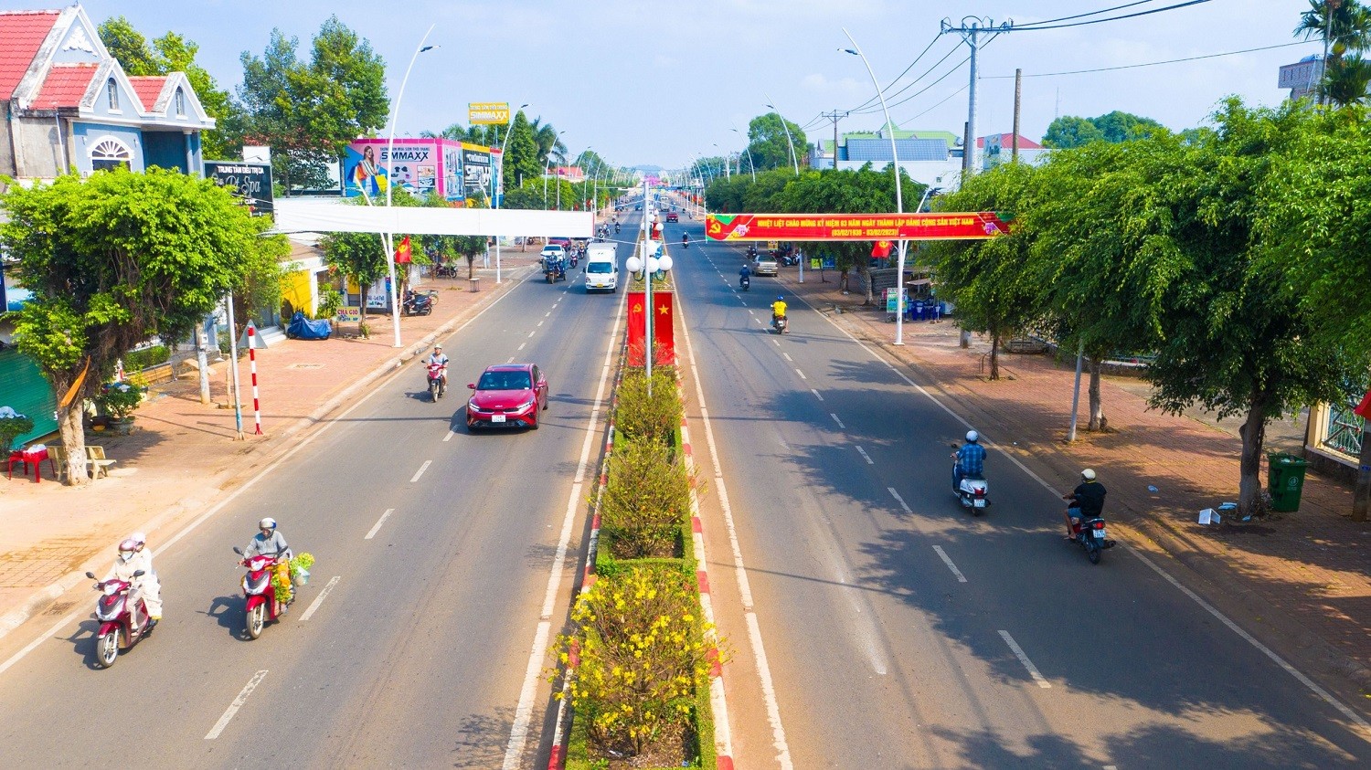 Dân sinh - Ngắm đường hoa mai độc đáo trên dải phân cách ở Bà Rịa - Vũng Tàu