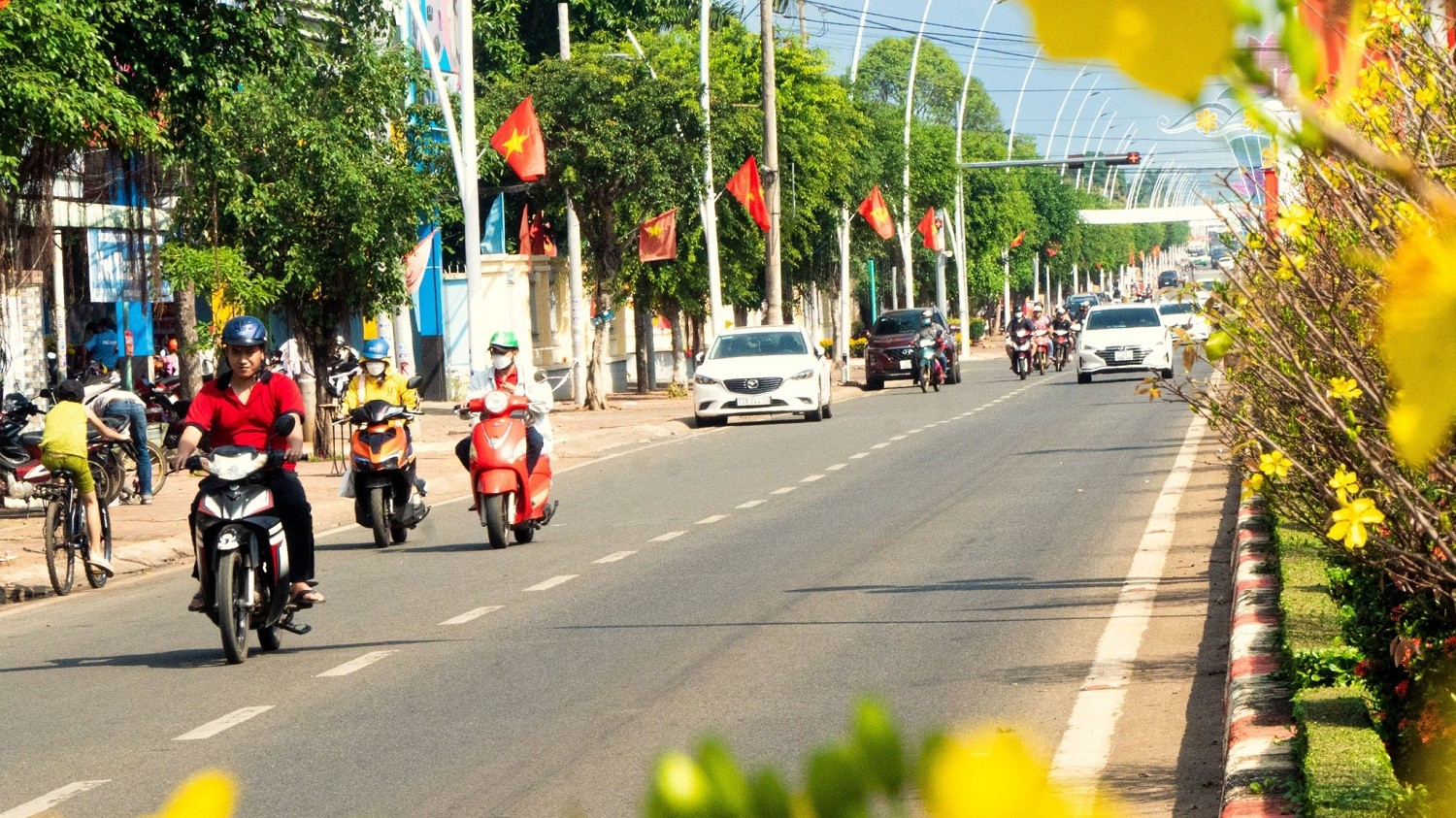 Dân sinh - Ngắm đường hoa mai độc đáo trên dải phân cách ở Bà Rịa - Vũng Tàu (Hình 3).