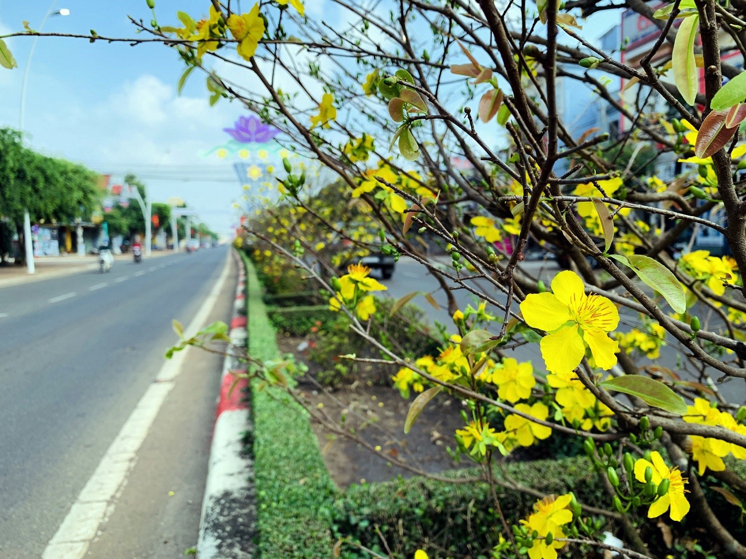 Dân sinh - Ngắm đường hoa mai độc đáo trên dải phân cách ở Bà Rịa - Vũng Tàu (Hình 4).