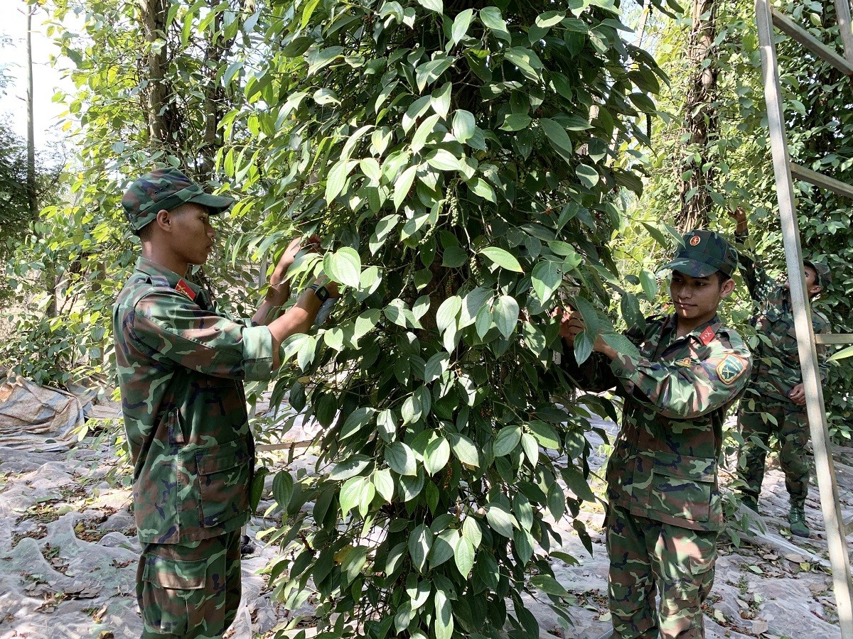 Dân sinh - Bà Rịa - Vũng Tàu: Ấm áp hình ảnh bộ đội giúp dân thu hoạch hồ tiêu (Hình 3).