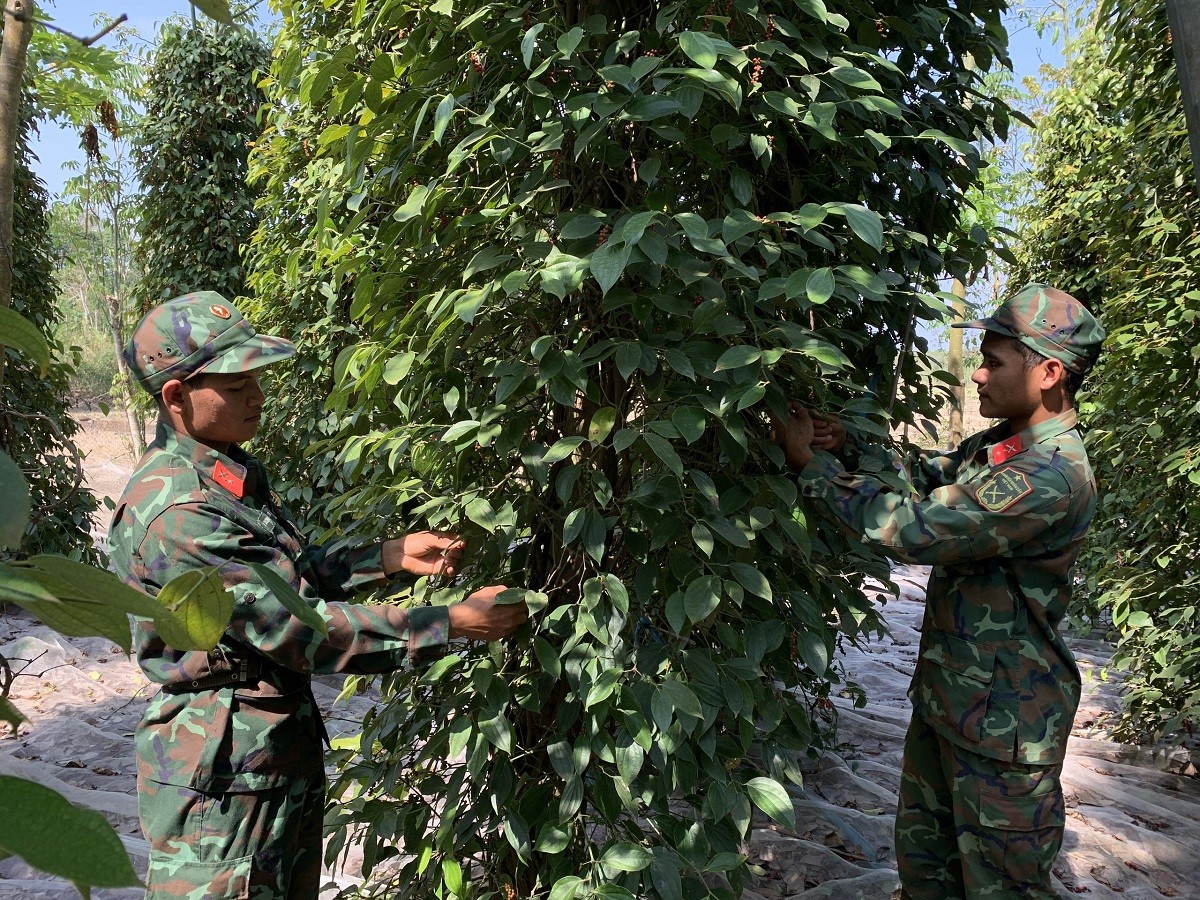 Dân sinh - Bà Rịa - Vũng Tàu: Ấm áp hình ảnh bộ đội giúp dân thu hoạch hồ tiêu (Hình 6).