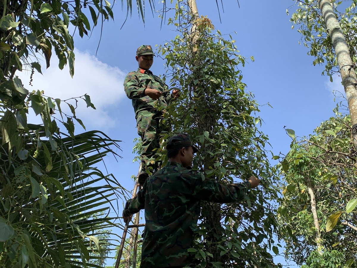 Dân sinh - Bà Rịa - Vũng Tàu: Ấm áp hình ảnh bộ đội giúp dân thu hoạch hồ tiêu (Hình 7).