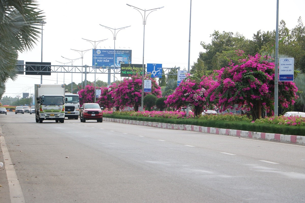 Dân sinh - Ngắm con đường hoa giấy bung sắc rực rỡ, đẹp mê ly ở Bà Rịa - Vũng Tàu (Hình 2).