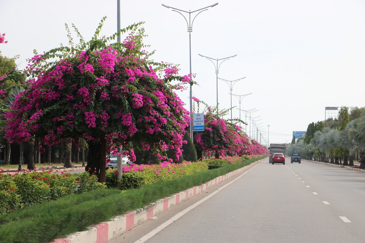 Dân sinh - Ngắm con đường hoa giấy bung sắc rực rỡ, đẹp mê ly ở Bà Rịa - Vũng Tàu (Hình 3).