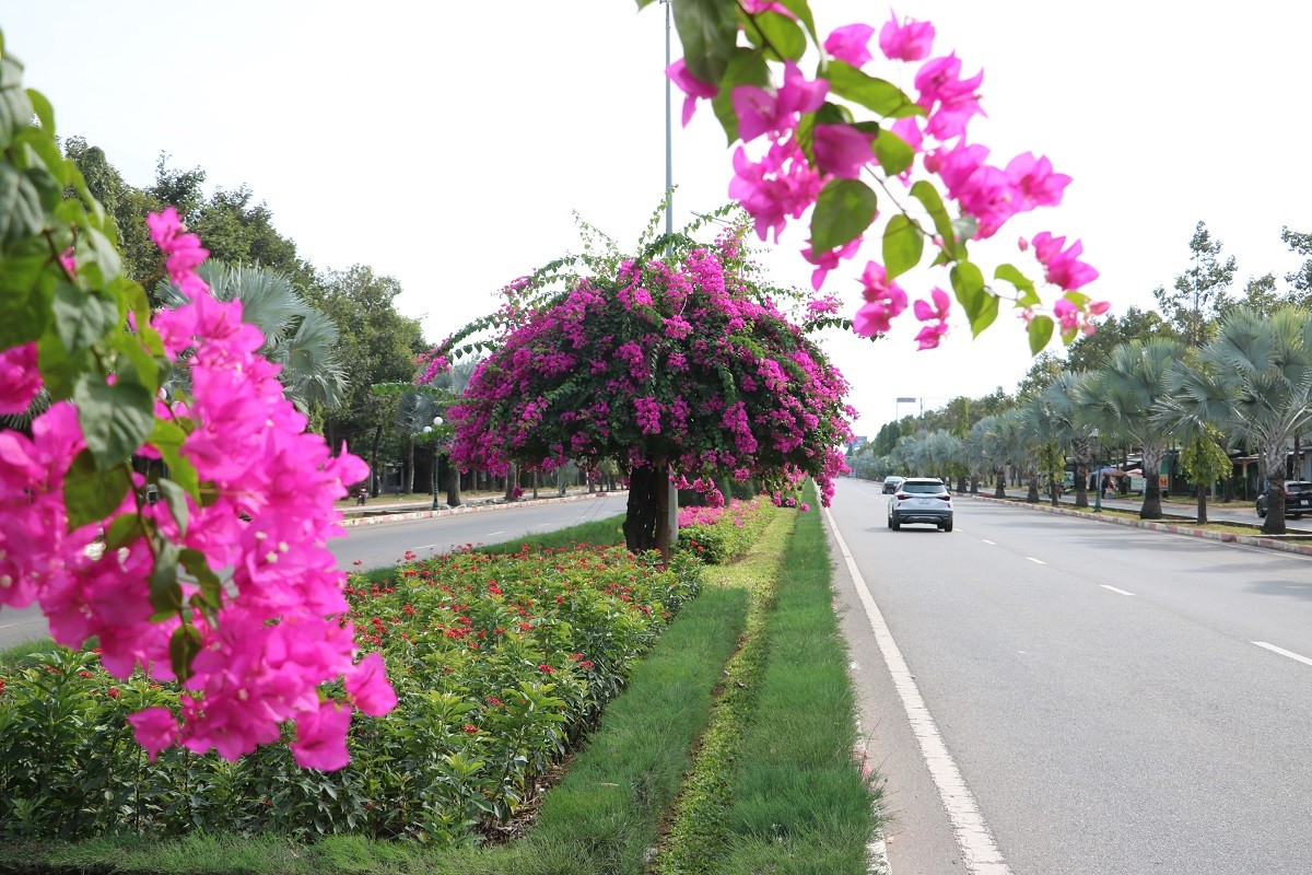 Dân sinh - Ngắm con đường hoa giấy bung sắc rực rỡ, đẹp mê ly ở Bà Rịa - Vũng Tàu (Hình 4).