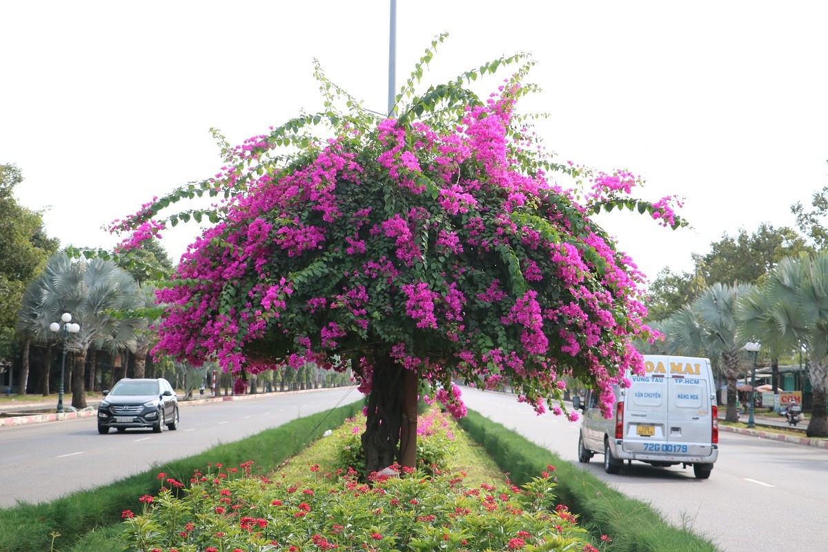 Dân sinh - Ngắm con đường hoa giấy bung sắc rực rỡ, đẹp mê ly ở Bà Rịa - Vũng Tàu (Hình 5).