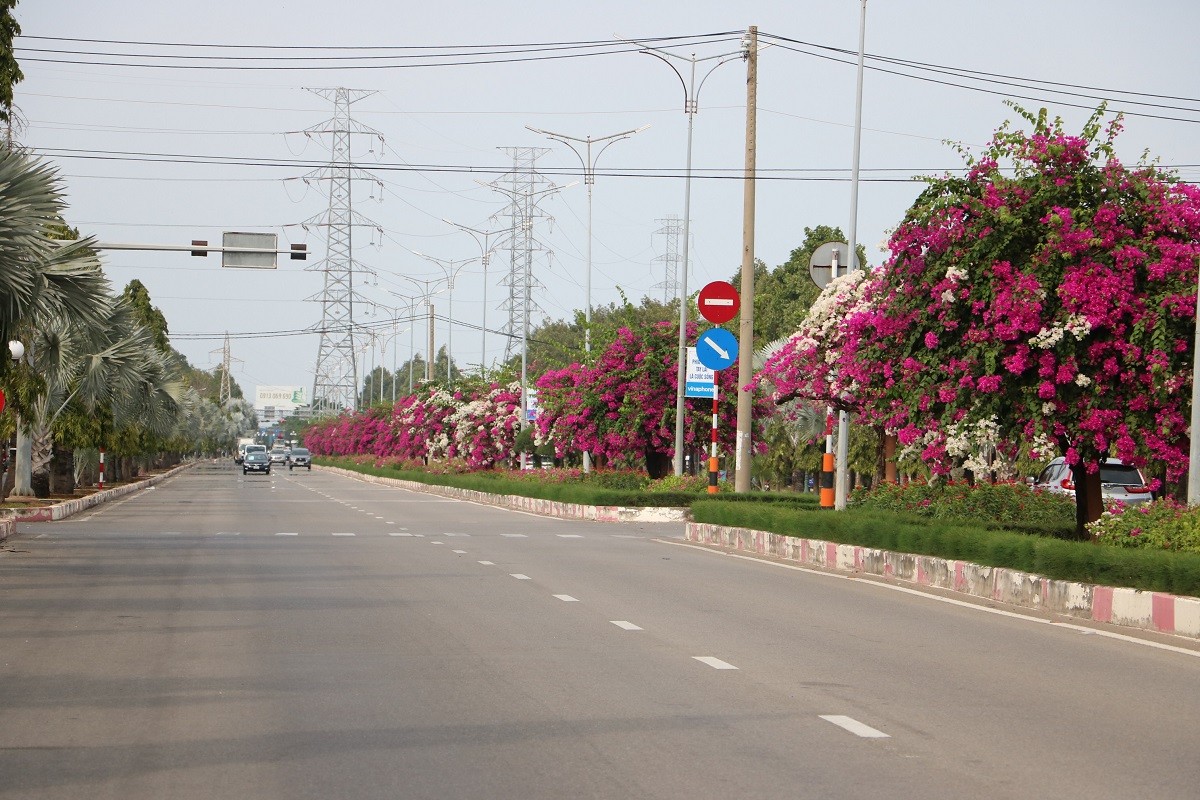 Dân sinh - Ngắm con đường hoa giấy bung sắc rực rỡ, đẹp mê ly ở Bà Rịa - Vũng Tàu (Hình 7).