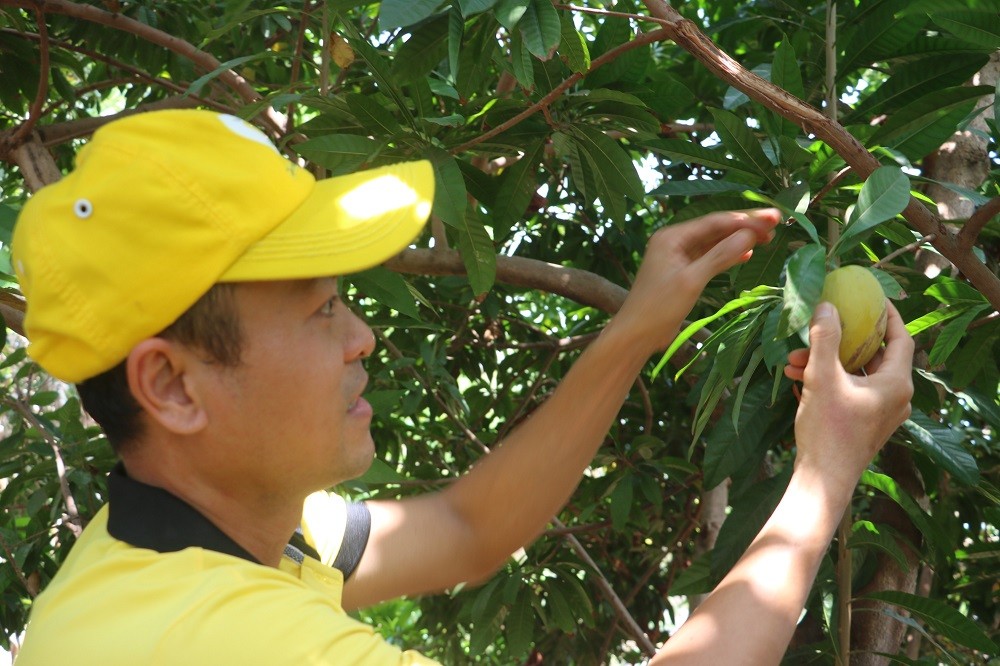 Đời sống - Chàng trai bỏ túi trăm triệu mỗi năm nhờ làm trà từ loại quả 'lạ' (Hình 2).