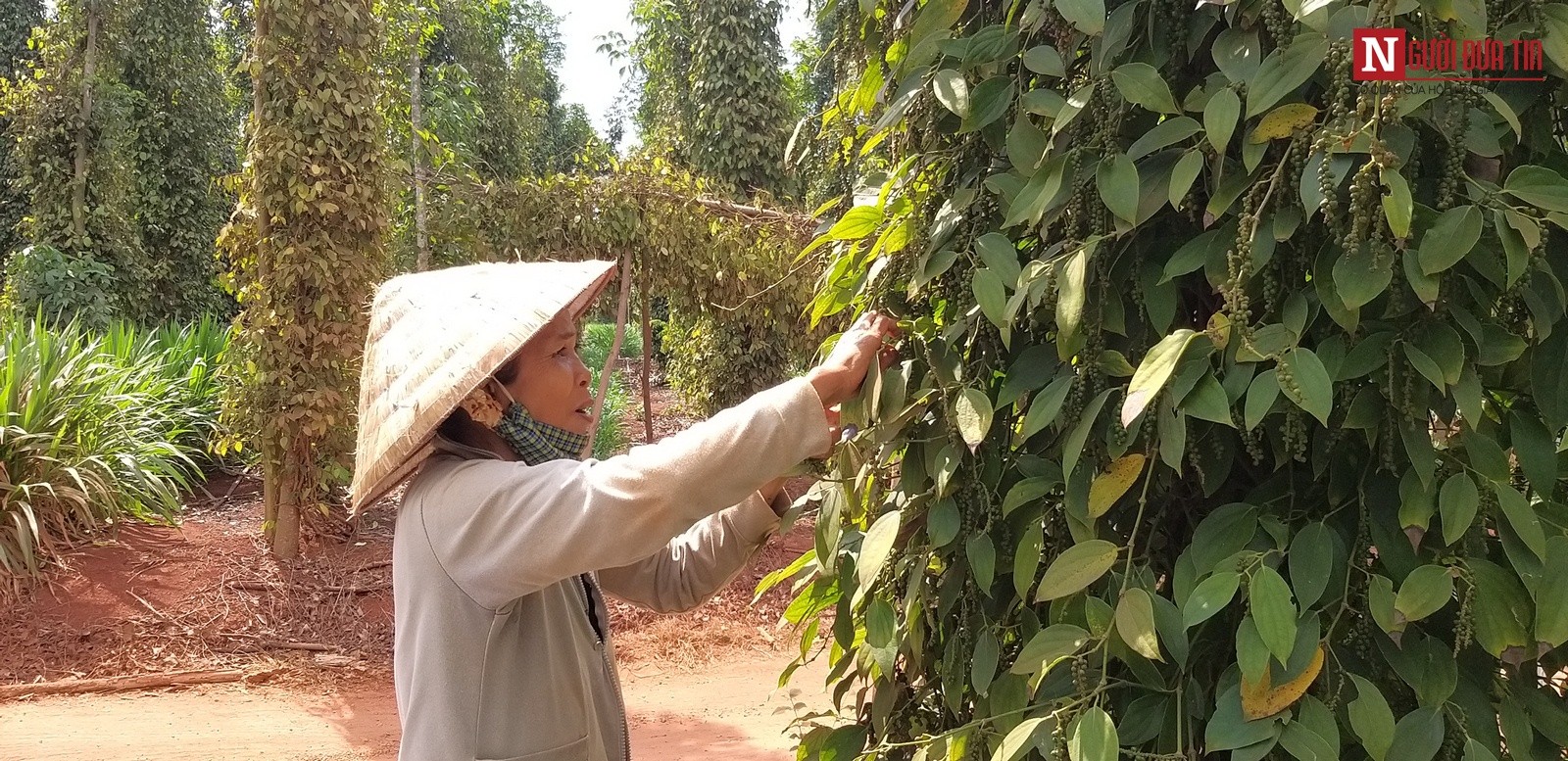 Tiêu dùng & Dư luận - Người trồng tiêu khóc ròng  (Hình 2).