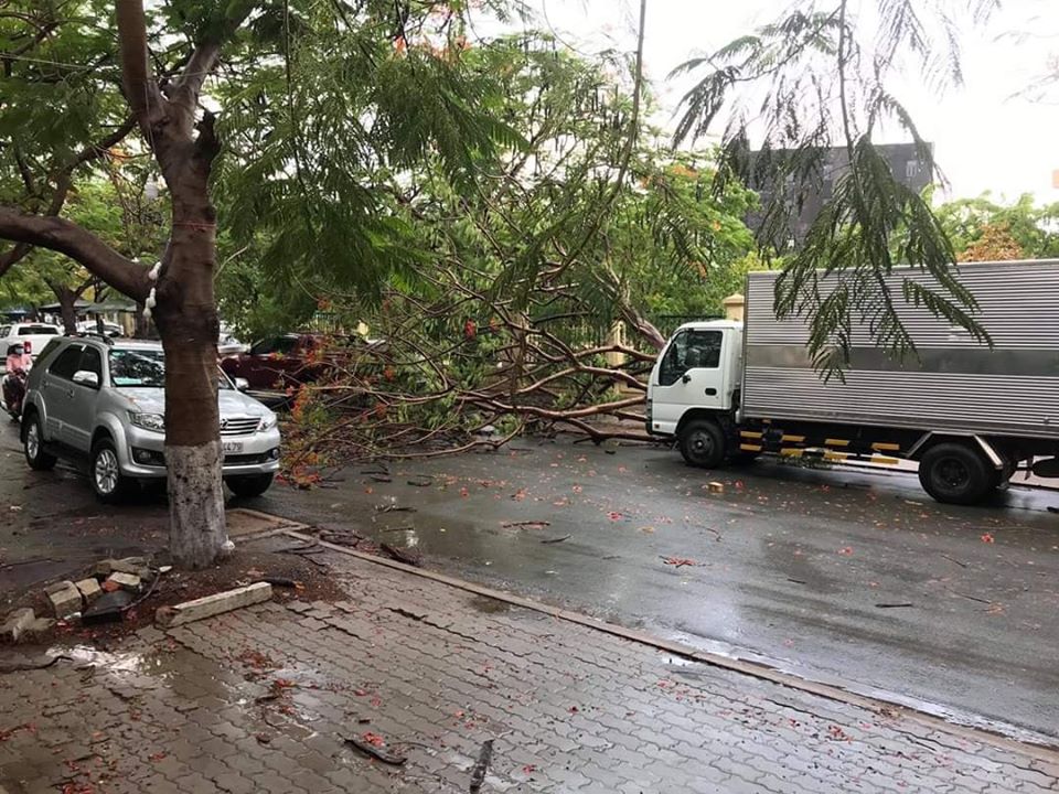 Tin nhanh - TP:HCM: Một cây phượng vĩ bật gốc đổ xuống đường đè trúng ô tô 