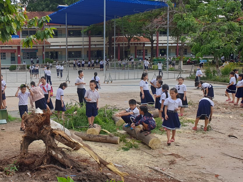 Tin nhanh - Lại xuất hiện cây phượng bật gốc trong sân trường ở Bình Dương: Báo động tình trạng gây mất an toàn (Hình 3).