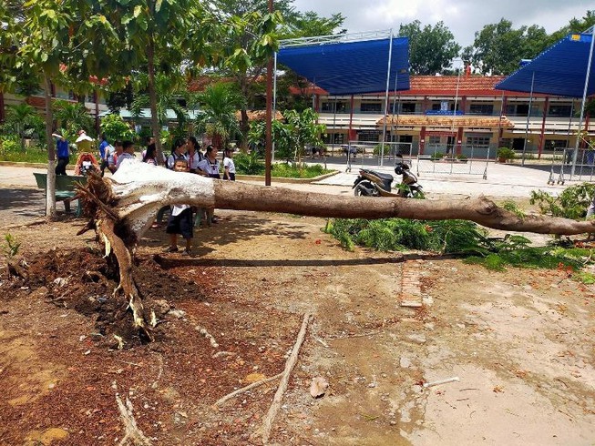 Tin nhanh - Lại xuất hiện cây phượng bật gốc trong sân trường ở Bình Dương: Báo động tình trạng gây mất an toàn