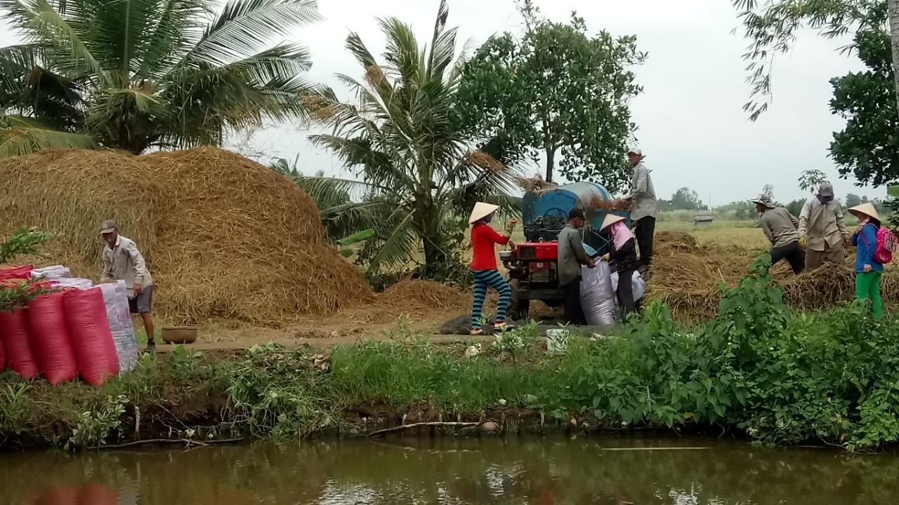 Xã hội - Chuyện hy hữu mùa gặt ở Cà Mau: Bị đánh chỉ vì “hồi” công gặt lúa (Hình 2).