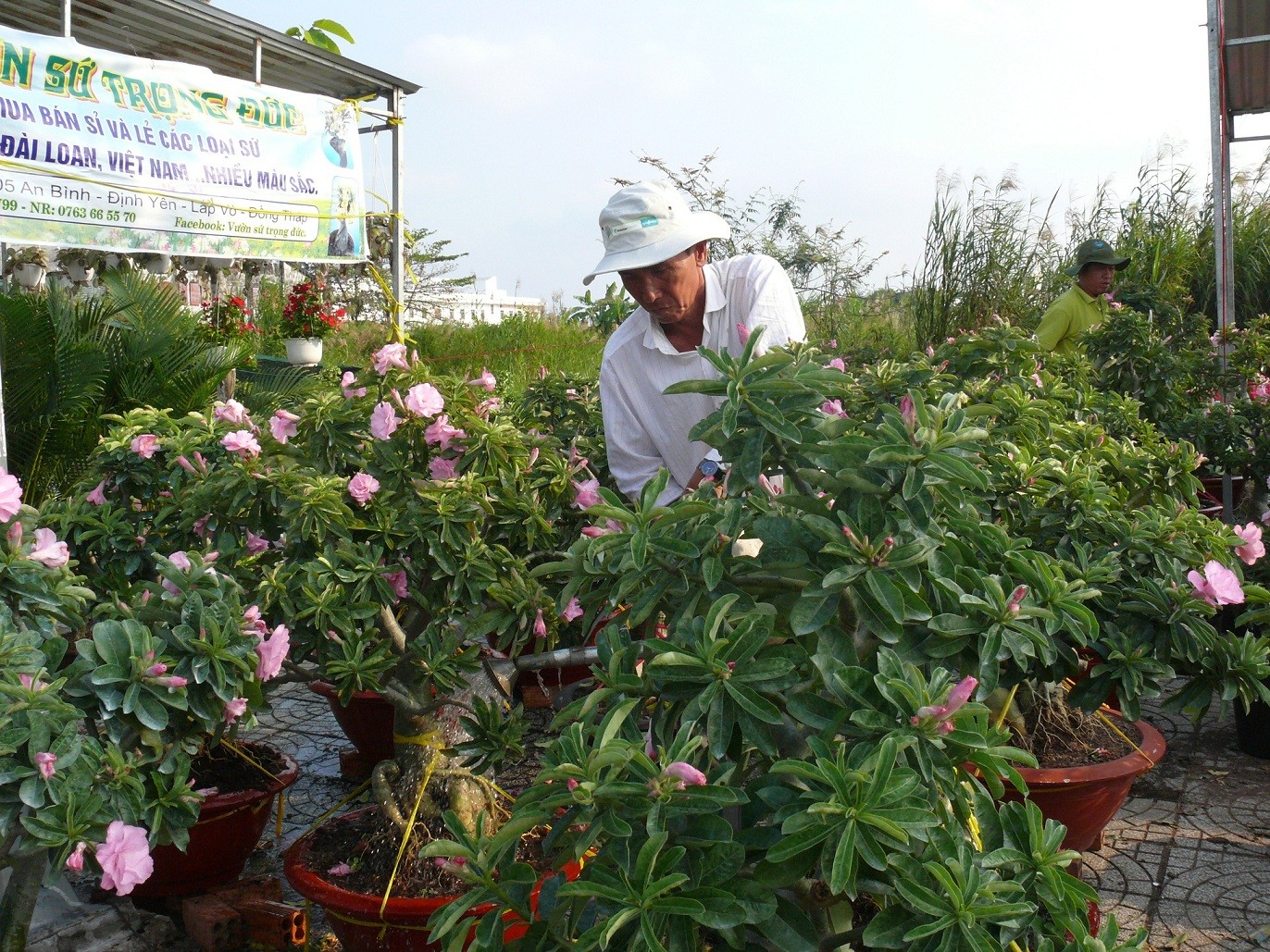 Tại chợ hoa kiểng Cà Mau, hầu hết các loại hoa, kiểng, cây cảnh phục vụ thị trường Tết Mậu Tuất 2018 tại tỉnh Cà Mau đều bình ổn giá so với Tết năm ngoái.