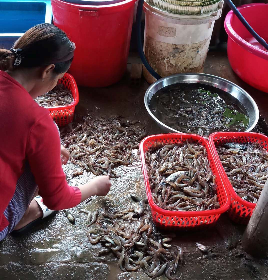 Cà Mau: Giá tôm giảm mạnh, nông dân “treo ao” vì thua lỗ