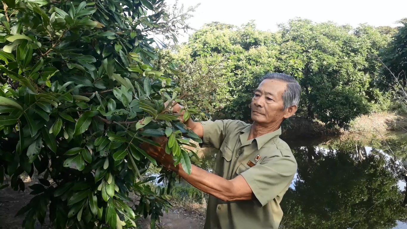 Đầu tư - Vườn nhãn trăm triệu của lão nông Mười Sử giữa xứ rừng U Minh