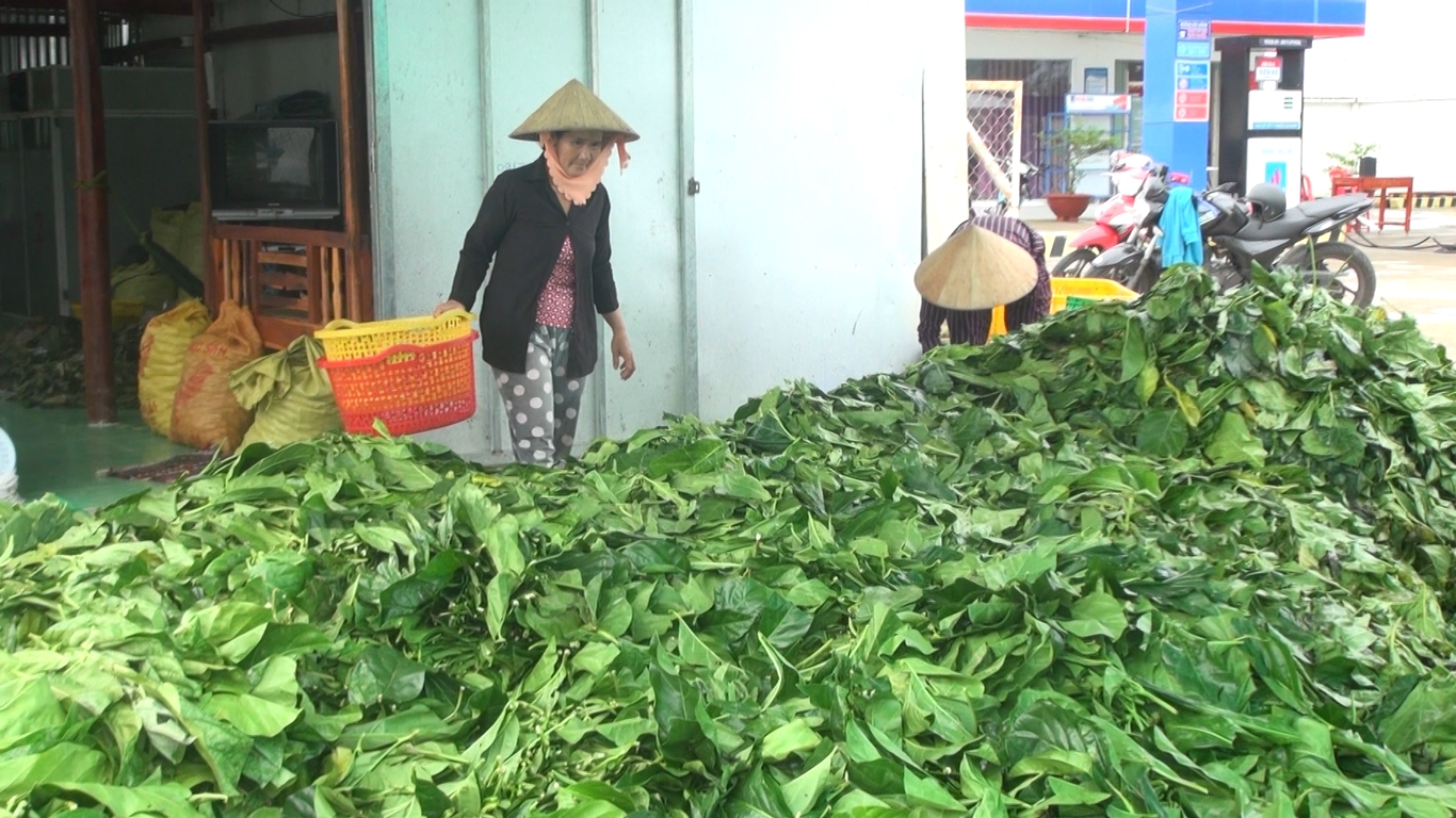 Tin nhanh - Thương lái thu mua lá nhàu tươi, người dân đổ xô bẻ cành, bứt đọt non